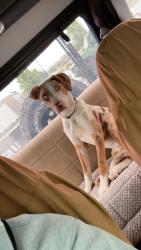 Lost Male Dog last seen Espinoza rd, Salinas, CA 93907