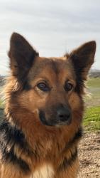 Lost Female Dog last seen South Beale rd, Wheatland, CA 95692