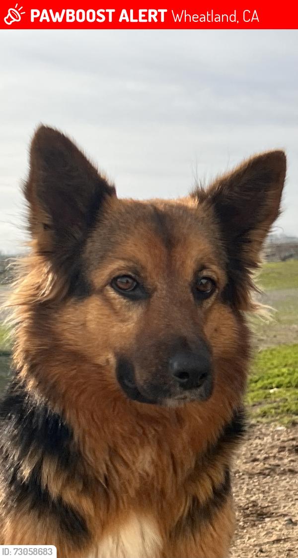 Lost Female Dog last seen South Beale rd, Wheatland, CA 95692