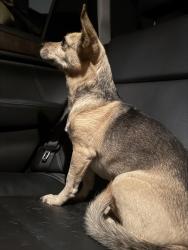 Found/Stray Unknown Dog last seen Forest near Shafter, Oakland, CA 94618