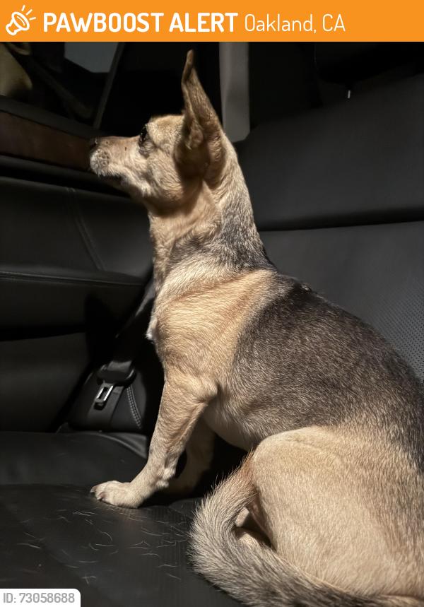Found/Stray Unknown Dog last seen Forest near Shafter, Oakland, CA 94618