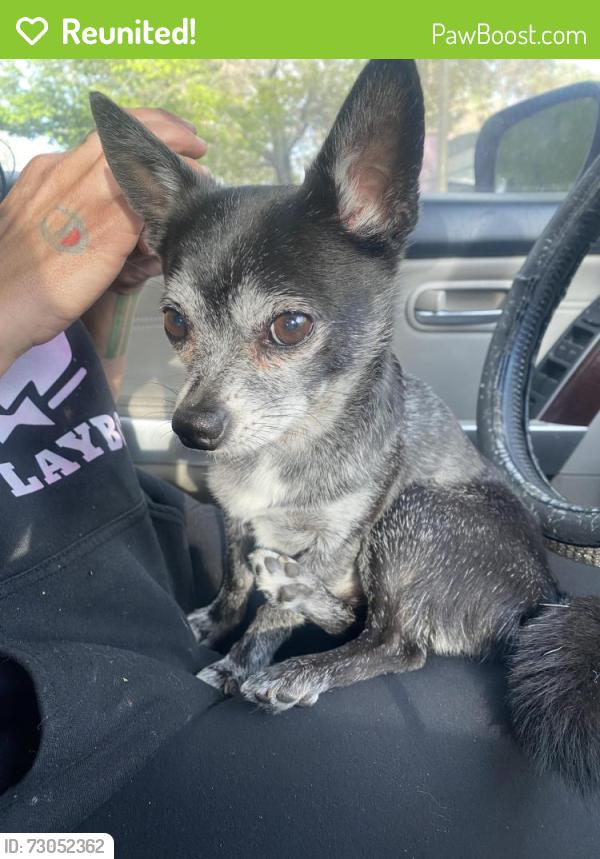 Reunited Male Dog last seen Sand pebble dr, Reno, NV 89506