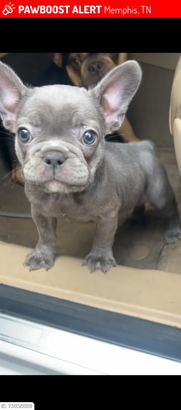 Lost Female Dog last seen Quince rd, Memphis, TN 38103