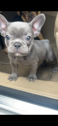 Lost Female Dog last seen Quince rd, Memphis, TN 38103