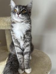 Lost Female Cat last seen June street, Garland, TX 75040
