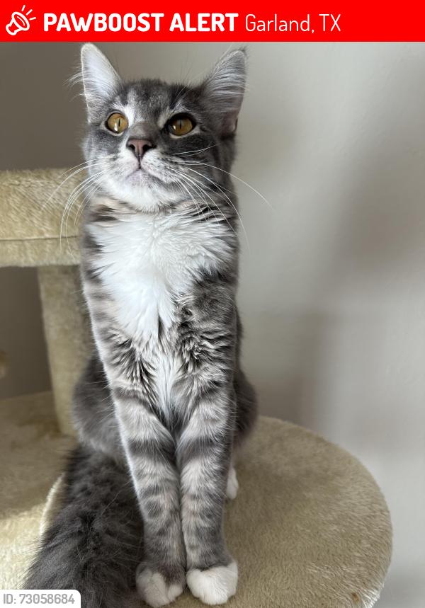 Lost Female Cat last seen June street, Garland, TX 75040