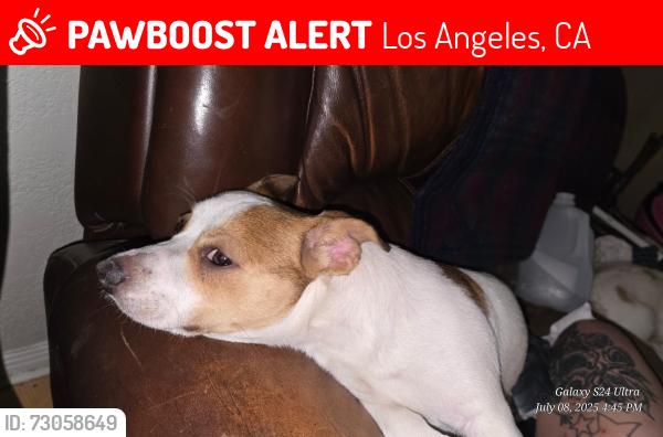 Lost Male Dog last seen By waste managment or pick a part in sun valley between sheldon and peorla , Los Angeles, CA 91352