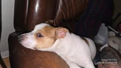 Lost Male Dog last seen By waste managment or pick a part in sun valley between sheldon and peorla , Los Angeles, CA 91352