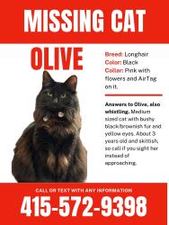 Lost Female Cat last seen Fleetwood Dr. San Bruno, San Bruno, CA 94066
