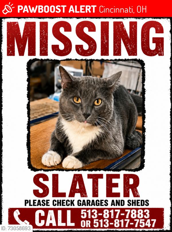 Lost Male Cat last seen Windon and Houston, Cincinnati, OH 45251