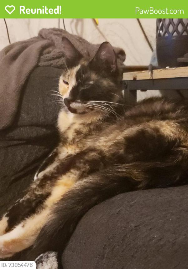 Reunited Female Cat last seen 14th and 63rd nw Seattle, wa 98107, Seattle, WA 98107