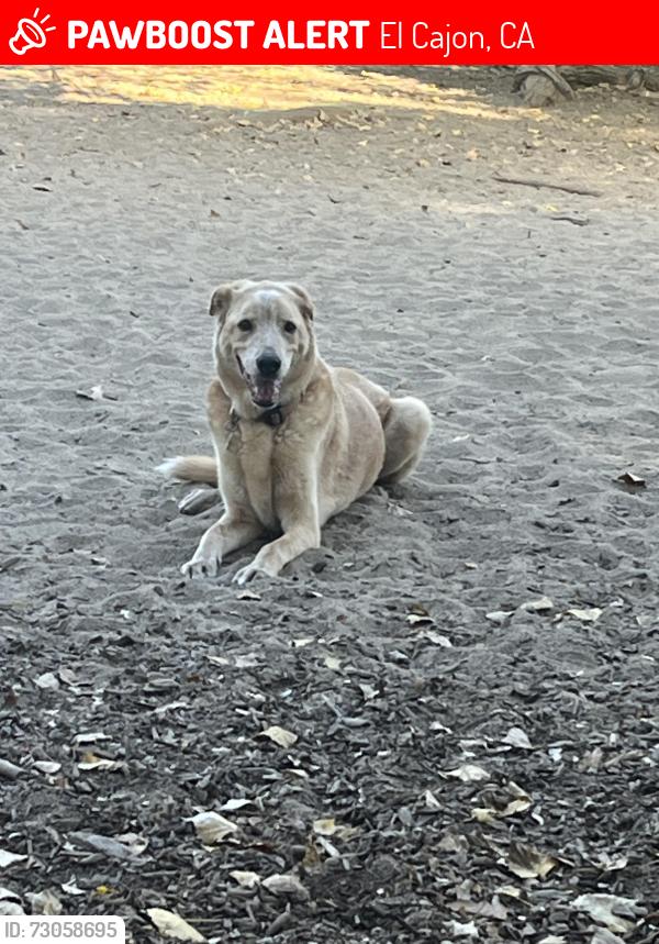 Lost Male Dog last seen Peerless and Pepper Drive , El Cajon, CA 92020