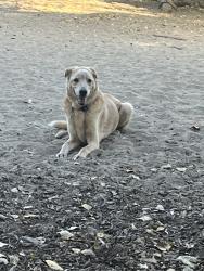 Lost Male Dog last seen Peerless and Pepper Drive , El Cajon, CA 92020