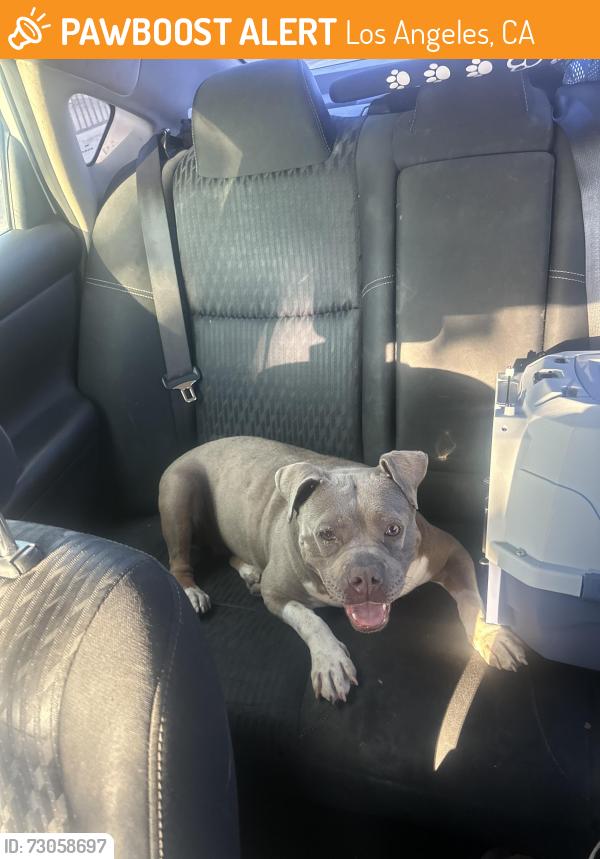Found/Stray Female Dog last seen Flower and 59th pl, Los Angeles, CA 90003