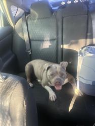 Found/Stray Female Dog last seen Flower and 59th pl, Los Angeles, CA 90003
