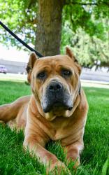 Shelter Stray Female Dog last seen Near Lucy ln, City of Zillah, WA, 2405 W Birchfield Rd, Yakima, WA 98901, USA