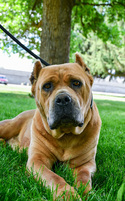 Shelter Stray Female Dog last seen Near Lucy ln, City of Zillah, WA, 2405 W Birchfield Rd, Yakima, WA 98901, USA