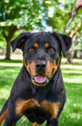 Shelter Stray Female Dog last seen Near Block of Robles Ct, Wapato,, 2405 W Birchfield Rd, Yakima, WA 98901, USA