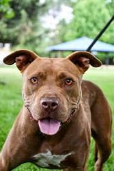Shelter Stray Female Dog last seen Near Block of Robles Ct, Wapato,, 2405 W Birchfield Rd, Yakima, WA 98901, USA