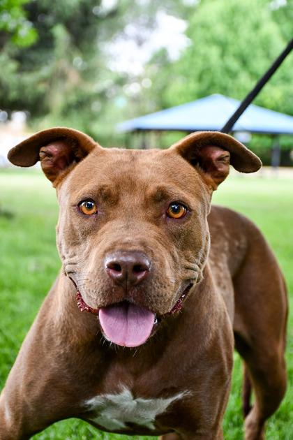 Shelter Stray Female Dog last seen Near Block of Robles Ct, Wapato,, 2405 W Birchfield Rd, Yakima, WA 98901, USA