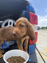 Lost Male Dog last seen Ring camera at 3 am on front porch., Burleson, TX 76028