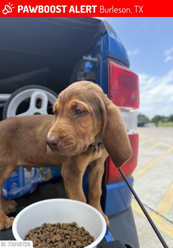 Lost Male Dog last seen Ring camera at 3 am on front porch., Burleson, TX 76028