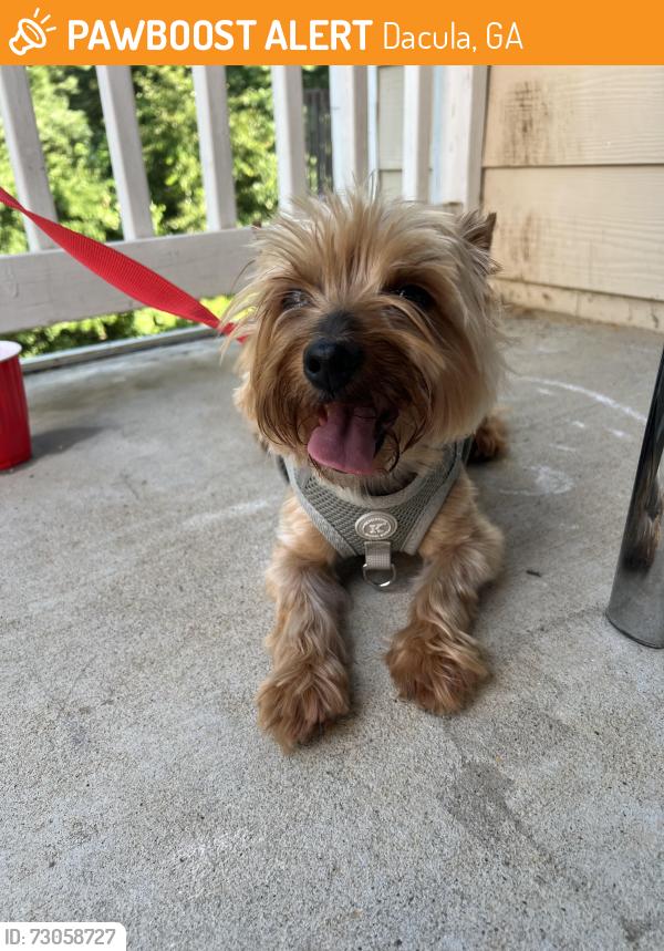Found/Stray Male Dog last seen Lilac Arbor Road, Dacula, GA 30019