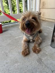 Found/Stray Male Dog last seen Lilac Arbor Road, Dacula, GA 30019