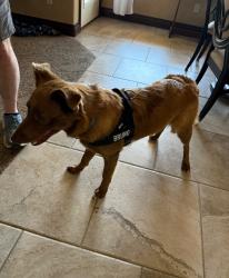 Lost Male Dog last seen 59th and Sara, Mustang, OK 73064