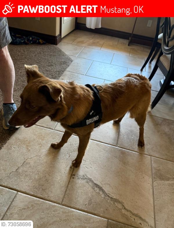 Lost Male Dog last seen 59th and Sara, Mustang, OK 73064