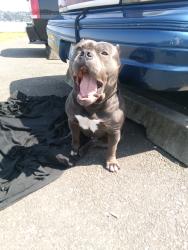 Lost Male Dog last seen S 116th Pl, Bryn Mawr-Skyway, WA 98178