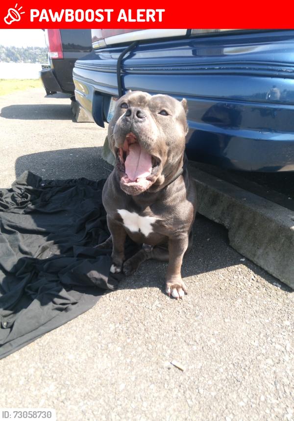Lost Male Dog last seen S 116th Pl, Bryn Mawr-Skyway, WA 98178