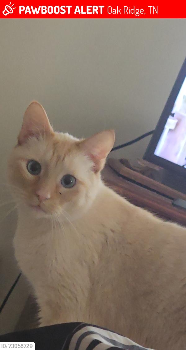 Lost Male Cat last seen Near Wade Ln, Oak Ridge, TN 37830