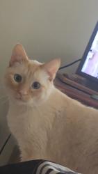 Lost Male Cat last seen Near Wade Ln, Oak Ridge, TN 37830