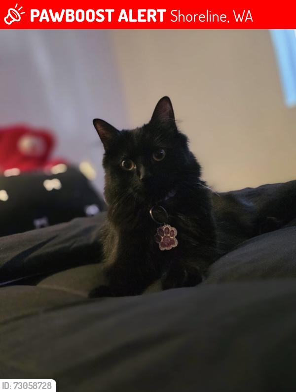 Lost Female Cat last seen Brown bear on Aurora Ave, Shoreline, WA 98133