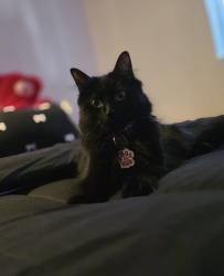 Lost Female Cat last seen Brown bear on Aurora Ave, Shoreline, WA 98133