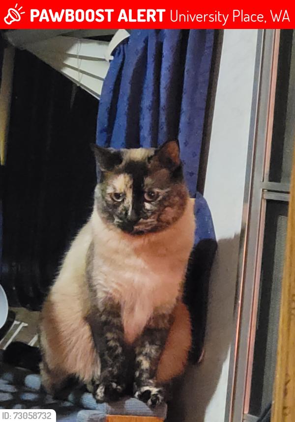 Lost Female Cat last seen Near 41st St W, University Place, WA 98466, University Place, WA 98466