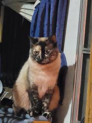 Lost Female Cat last seen Near 41st St W, University Place, WA 98466, University Place, WA 98466