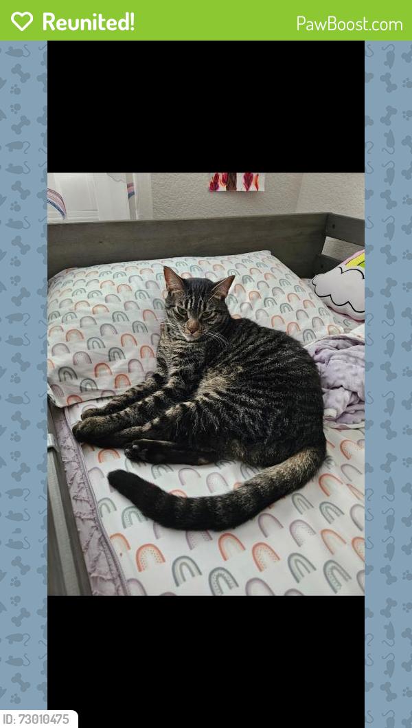 Reunited Male Cat last seen Lancaster Dr., Manteca, CA 95336