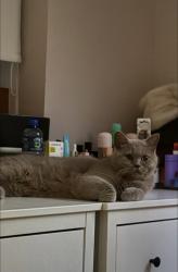 Lost Female Cat last seen Hampden crescent, Greater Manchester, England M18