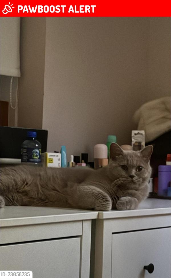 Lost Female Cat last seen Hampden crescent, Greater Manchester, England M18