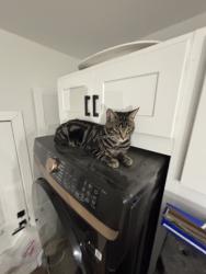 Lost Male Cat last seen Paradise Hills Park and Gilmartin st, San Diego, CA 92114