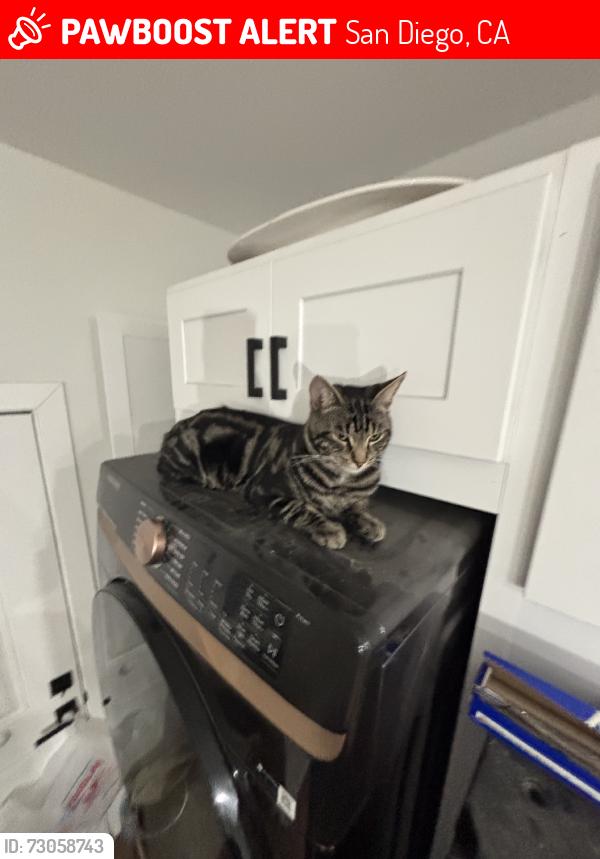 Lost Male Cat last seen Paradise Hills Park and Gilmartin st, San Diego, CA 92114