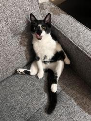 Lost Male Cat last seen Lion road , Greater London, England N9