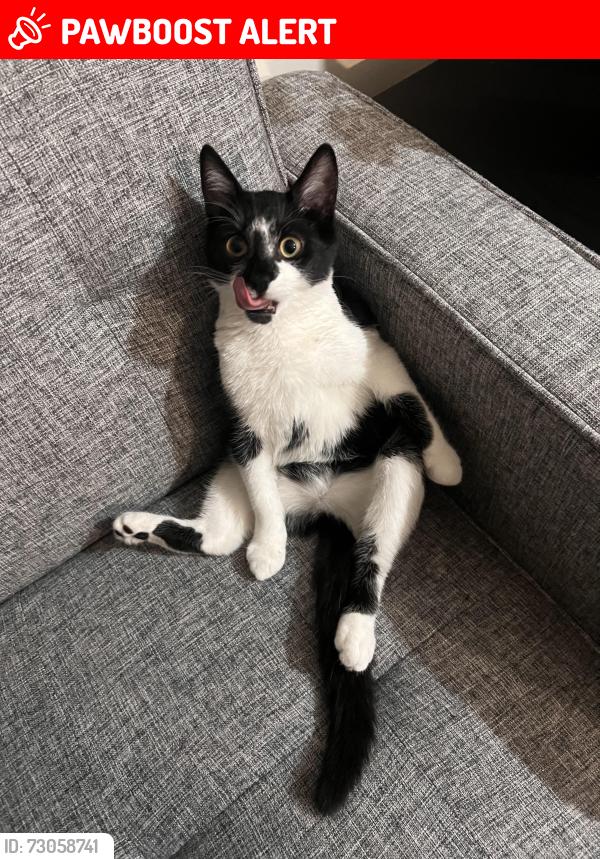 Lost Male Cat last seen Lion road , Greater London, England N9