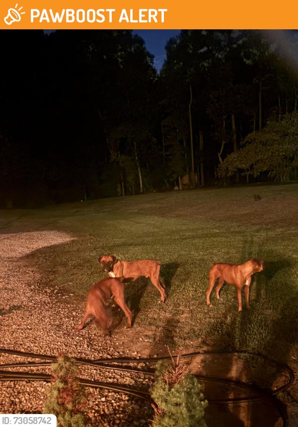 Found/Stray Unknown Dog last seen Old kenly road/ pinkney road, Pikeville, NC 27863