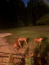 Found/Stray Unknown Dog last seen Old kenly road/ pinkney road, Pikeville, NC 27863