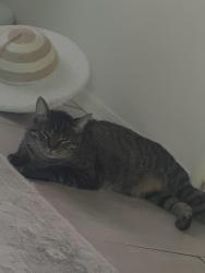 Lost Male Cat last seen My hse, Vail, AZ 85641