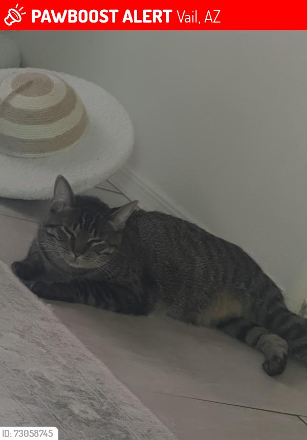 Lost Male Cat last seen My hse, Vail, AZ 85641