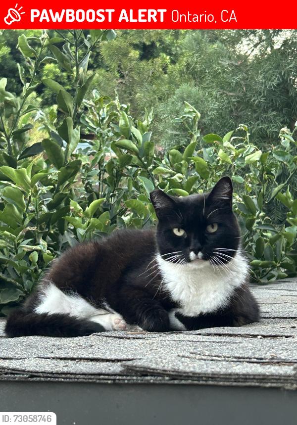 Lost Unknown Cat last seen Boulder, 5th street, Ontario, CA 91762